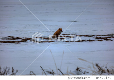 Hokkaido Notsuke Peninsula Kitsune Kitsune 104422169
