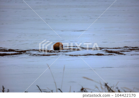 Hokkaido Notsuke Peninsula Kitsune Kitsune 104422170