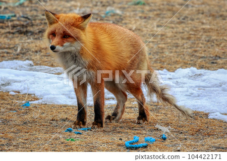 Hokkaido Notsuke Peninsula Kitsune Kitsune 104422171