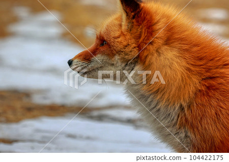 Hokkaido Notsuke Peninsula Kitsune Kitsune Hokkaido Notsuke Peninsula Kitsune Kitsune 104422175