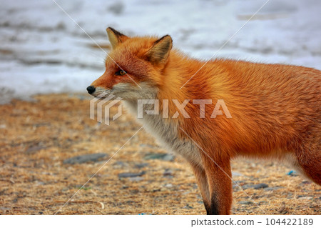 Hokkaido Notsuke Peninsula Kitsune Kitsune Hokkaido Notsuke Peninsula Kitsune Kitsune 104422189