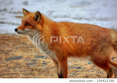 Hokkaido Notsuke Peninsula Kitsune Kitsune 104422190