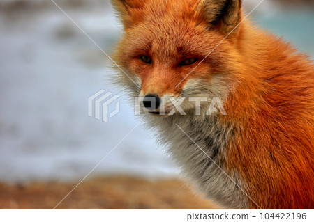 北海道野付半島 Kitsune Kitsune 104422196