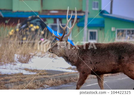 Hokkaido Notsuke Peninsula Yezo deer 104422325