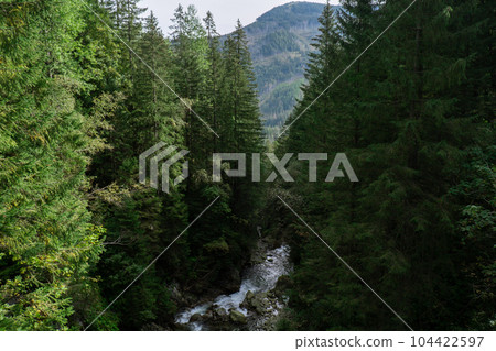 Narrow trail leading to green trees with river water stream in forest on sunny day. Dark empty mysterious alley through the green deciduous trees. Idyllic landscape. Woodland 104422597