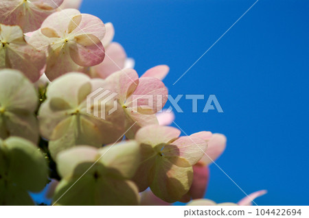 柏葉繡球花開始變色 104422694