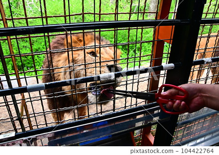 Lion feeding 104422764