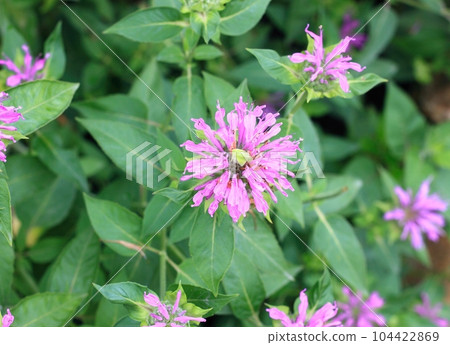 Flower head of Monarda didyma, called bergamot or beebalm Flower head of Monarda didyma, called bergamot or beebalm 104422869
