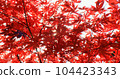 Close-up, red maple leaves autumn background. Sun ray break through colorful red japan tree foliage in fall sunny day. Beautiful natural maple leaves texture. Forest season change in morning sunlight 104423343