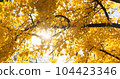 Yellow foliage, leaves sun light breaks through, autumn background. Golden leaves wind sway in fall season. Yellow tree leaf in colorful nature. Sunny bright october park 104423346