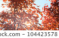 Orange maple forest in autumn morning sunlight on blue sky. Sun rays break through bright orange-red maples branch, leaves in fall. Sunbeam in sunny nature. Colorful foliage in sun light 104423578