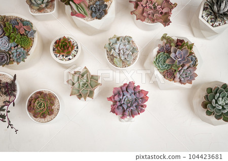 Echeveria Succulent house plant in a pot and other potted house plants on a table Echeveria Succulent house plant in a pot and other potted house plants on a table 104423681