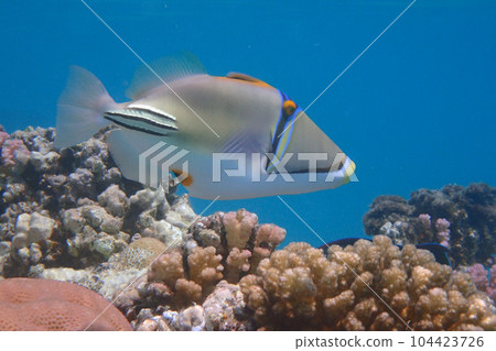 Picasso Triggerfish Picasso Triggerfish 104423726