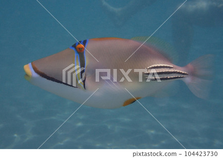Picasso Triggerfish Picasso Triggerfish 104423730