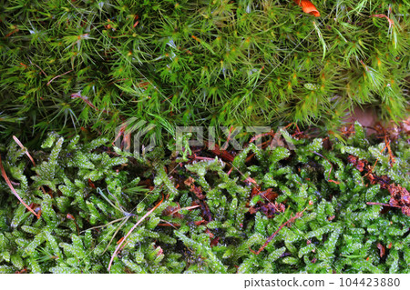 green moss texture green moss texture 104423880