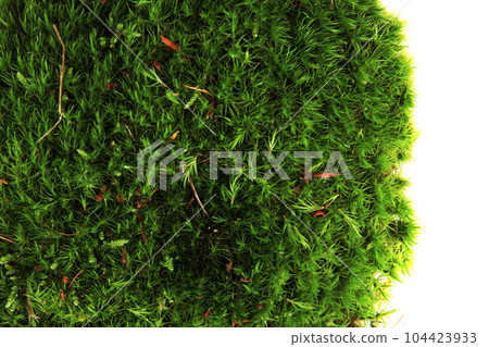 green moss texture isolated 104423933