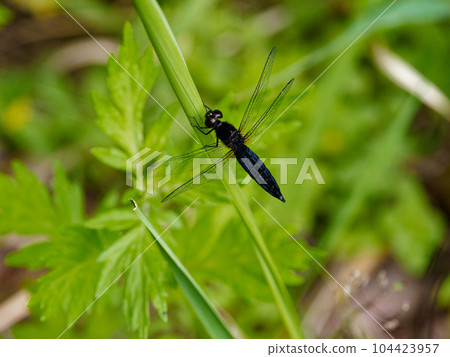 蜻蜓 Harabiro 蜻蜓成熟 ♂ 蜻蜓 Harabiro 蜻蜓成熟 ♂ 104423957