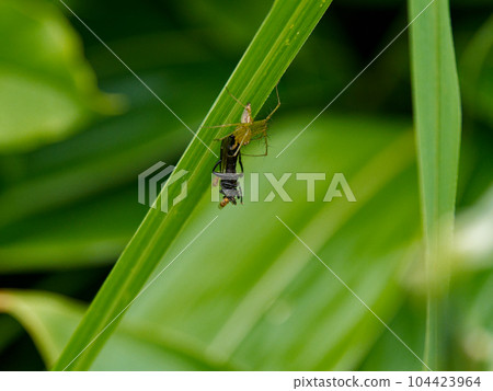 Wandering Spider Hunting Lynx Spiders 104423964