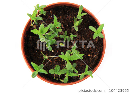 small marijuana plants 104423965