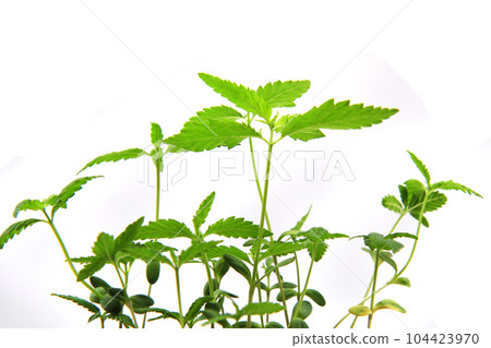 small marijuana plants 104423970