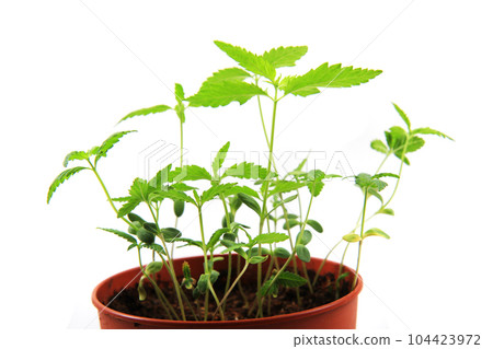 small marijuana plants 104423972