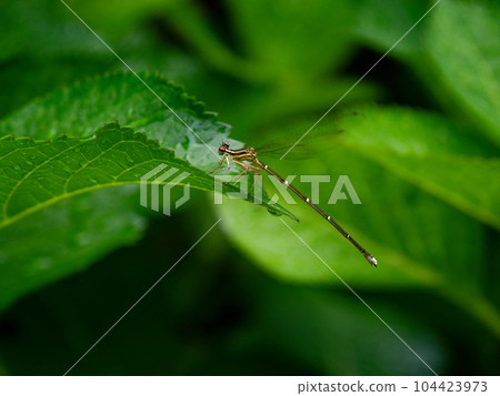成熟的松鼠蜻蜓♀ 104423973