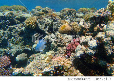 coral reef in Egypt, Makadi Bay 104424107