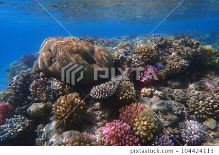 coral reef in Egypt, Makadi Bay coral reef in Egypt, Makadi Bay 104424113
