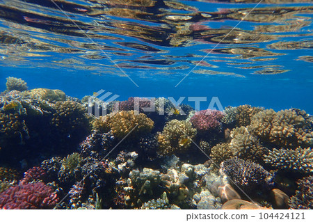coral reef in Egypt, Makadi Bay 104424121