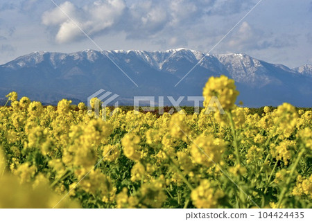 Rapeseed field and Mt. Hiei in No. 1 Nagisa Park, Moriyama City, Shiga Prefecture Rapeseed field and Mt. Hiei in No. 1 Nagisa Park, Moriyama City, Shiga Prefecture 104424435