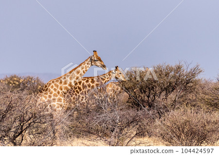 Giraffes in Etosha Giraffes in Etosha 104424597