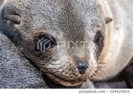 Seals at cape cross Seals at cape cross 104424603