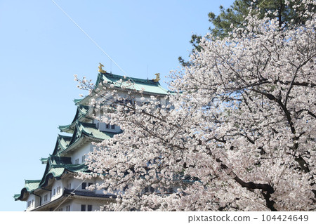 Nagoya Castle, Meijo Park, Sakura, Aichi Prefecture 104424649