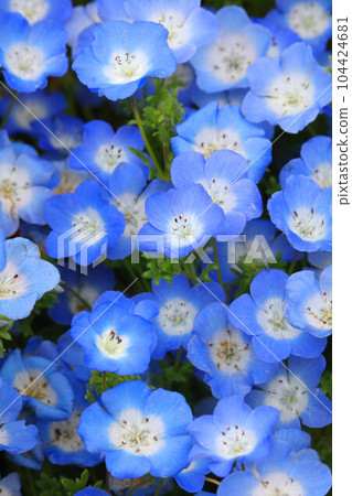在盛開的春天盛開的 nemophila 在盛開的春天盛開的 nemophila 104424681