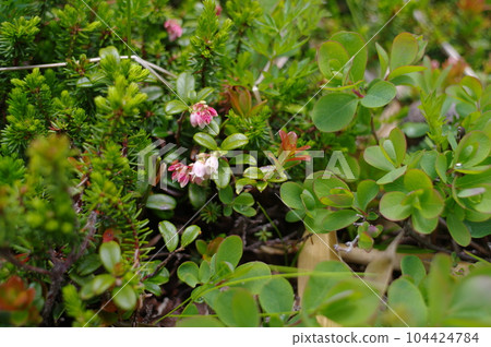 綠色的越橘,有小鍾形白花 綠色的越橘,有小鍾形白花 104424784