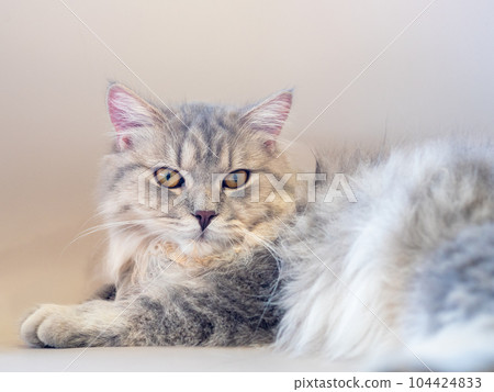 Persian cat lay down on the sofa and looked at something 104424833