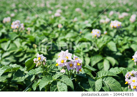 馬鈴薯田農產品北海道 104424935