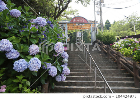 Hirahara Onsen Hydrangea Hirahara Onsen Hydrangea 104424975