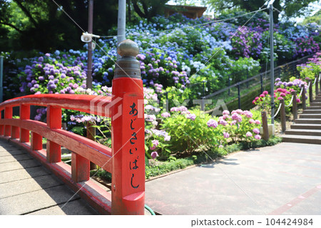 平原溫泉繡球花 104424984