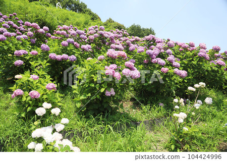 Hirahara Onsen Hydrangea Hirahara Onsen Hydrangea 104424996