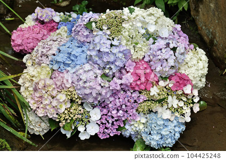 Kakonoki Hydrangea Festival 2023 Kakonoki Hydrangea Festival 2023 104425248