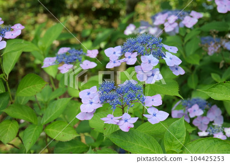 Kakonoki Hydrangea Festival 2023 Kakonoki Hydrangea Festival 2023 104425253