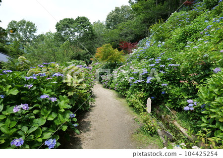 Kakonoki Hydrangea Festival 2023 Kakonoki Hydrangea Festival 2023 104425254