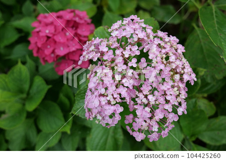 Kakonoki Hydrangea Festival 2023 Kakonoki Hydrangea Festival 2023 104425260