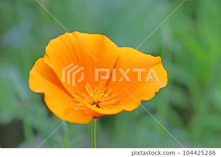 房子周圍的開花植物,各個季節,黃色和橙色的花瓣在早春閃閃發光,楊樹花瓣 房子周圍的開花植物,各個季節,黃色和橙色的花瓣在早春閃閃發光,楊樹花瓣 104425286