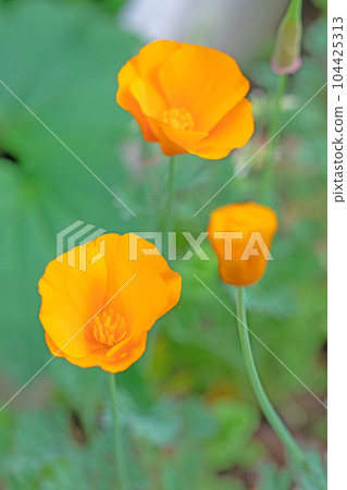 房子周圍的開花植物,各個季節,黃色和橙色的花瓣在早春閃閃發光,楊樹花瓣 房子周圍的開花植物,各個季節,黃色和橙色的花瓣在早春閃閃發光,楊樹花瓣 104425313