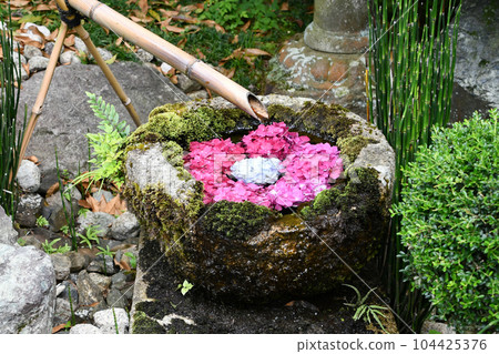 日本花園中的繡球花築梅 日本花園中的繡球花築梅 104425376