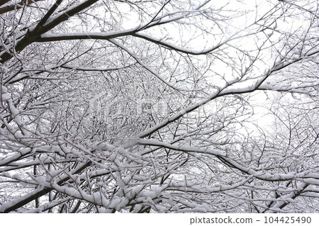 Withered trees and winter sky with snow Withered trees and winter sky with snow 104425490