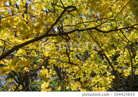 Autumn leaves of Dankoubai on Mt. Hafu Autumn leaves of Dankoubai on Mt. Hafu 104425633