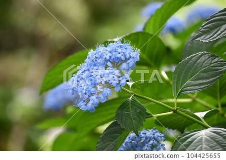 hydrangea   104425655